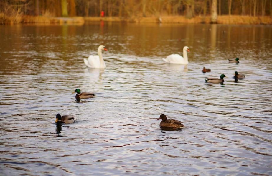 Urban Outbreaks, What Happens When Avian Influenza Hits Major City Parks and Public Duck Ponds