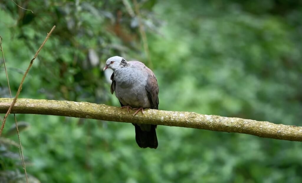Western Ghats Extinction Ris, Why the Nilgiri Wood Pigeon Is Running Out of Habitat According to Indian Institute of Science Data