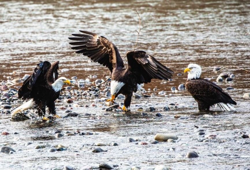 Wild Die-Offs, The Devastating, Unseen Toll Avian Influenza Is Taking on Non-Commercial Coastal Raptors