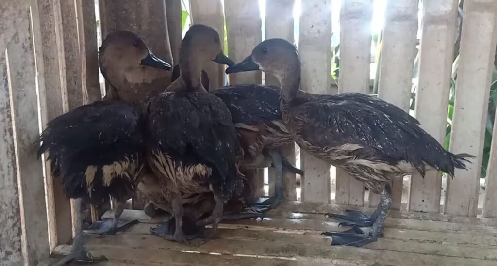 Wild ducks in the philippines