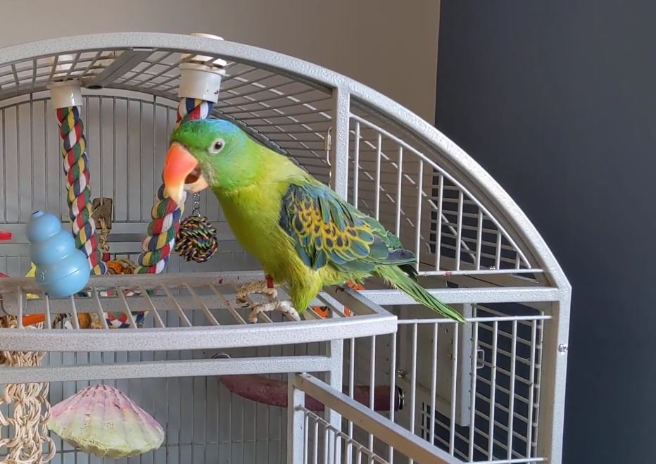 green parrot philippines