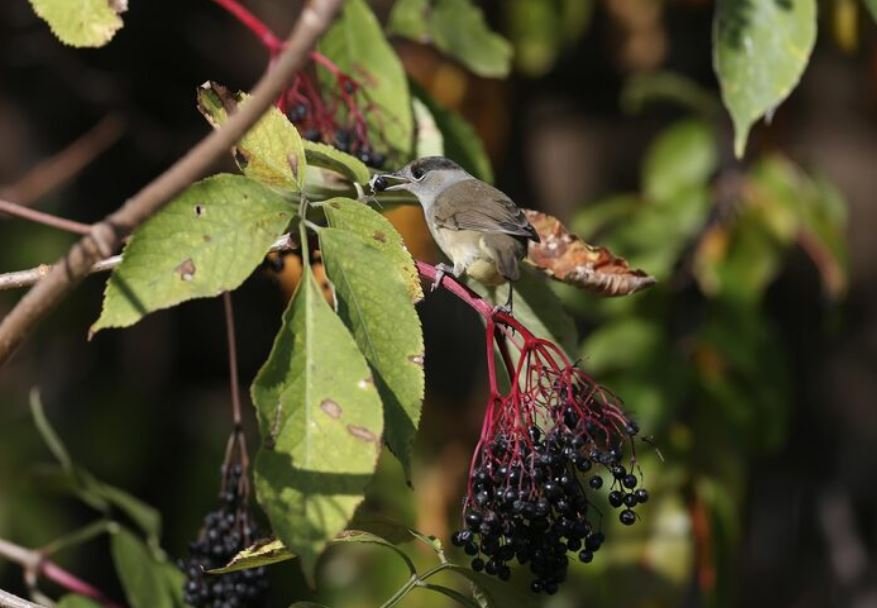oxford tree study, how researchers at oxford university discovered that songbirds are essential pollinators