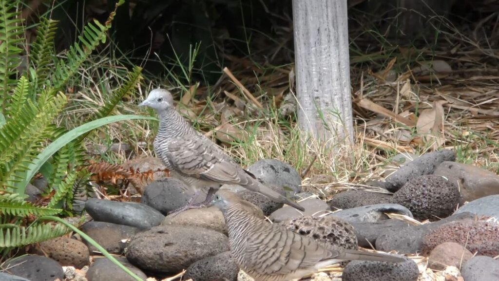 zebra dove philippines