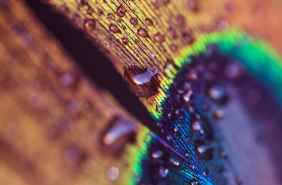 Capturing the Microscopic, Iridescent Patterns Found Only in Hummingbird Feathers