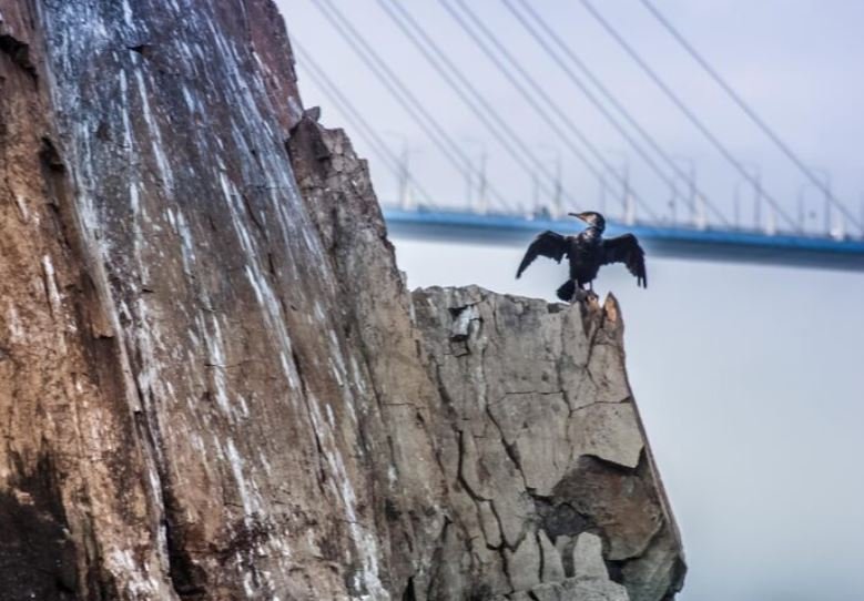 How Peregrine Falcons Conquered New York Concrete Canyons