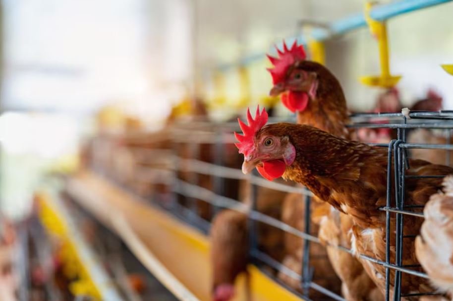 How the USDA Coordinated a Massive Flight Restriction Over Poultry Corridors