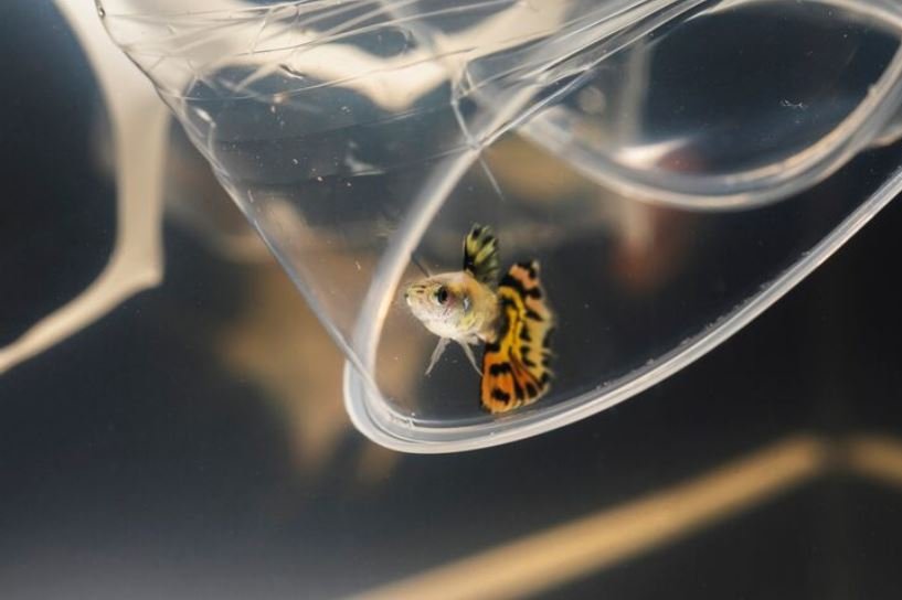 Inside the High-Stakes Controversy Over Staged Shots and Artificial Baits
