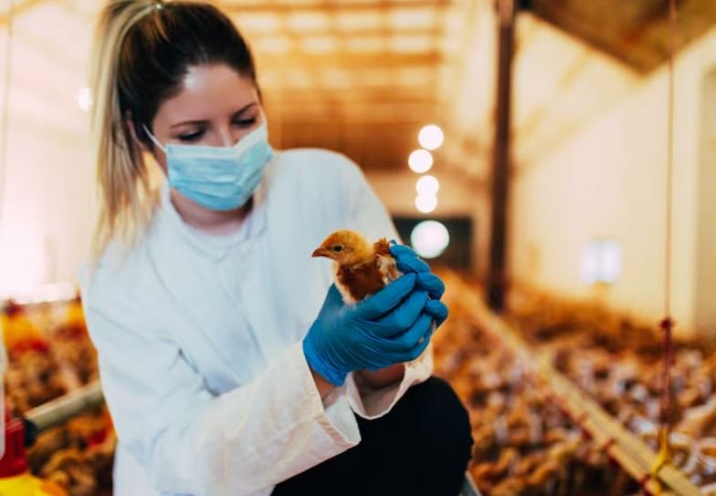 Poultry Panic, Inside the Radical Shift in Global Trade Policies as a Rare Flu Strain Reaches New Shores