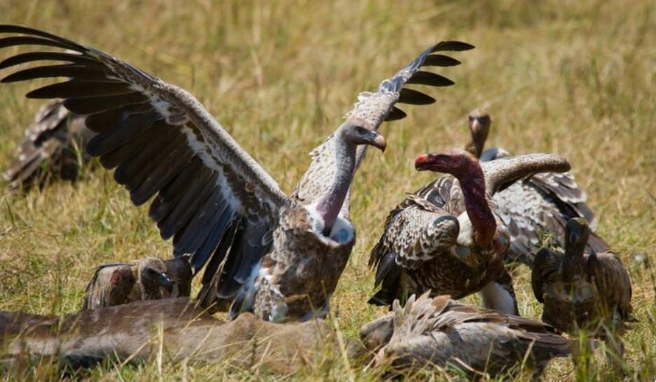 Raptor Wars, The Dangerous, High-Stakes Feud Involving Commercial Moor Owners and British Wardens