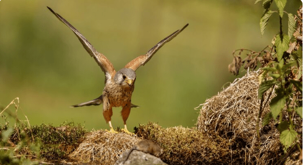 Why the Earth-Nesting Birds of Tawi-Tawi Are Suddenly Moving Inland