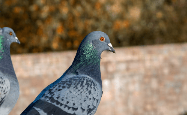 A New Expedition Led by National Geographic Explorer Jonathan Reyes Finds Signs of a Rare Pigeon