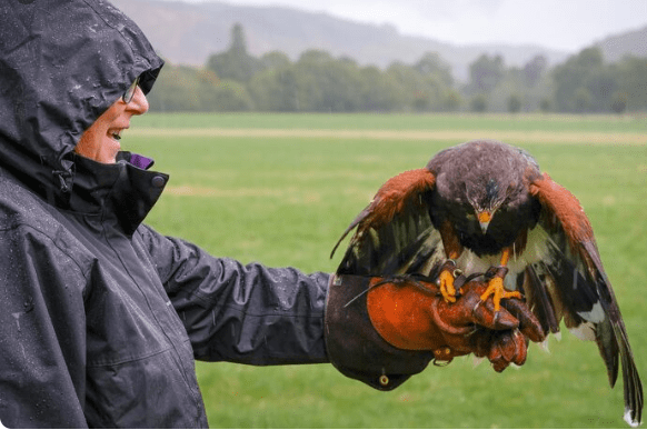 How Demand for Elite Falcons Is Driving the Illegal Trade of British Raptors