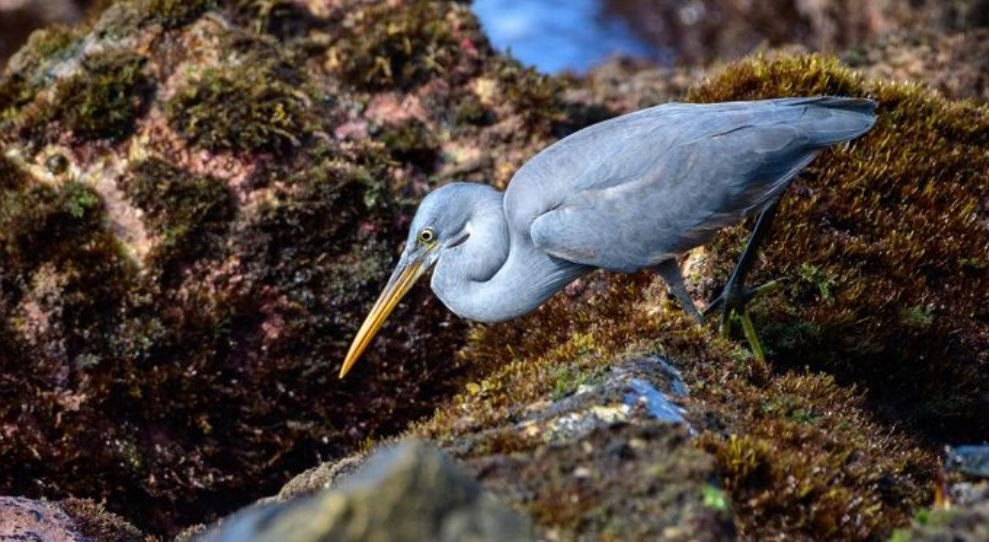 Western Reef Heron