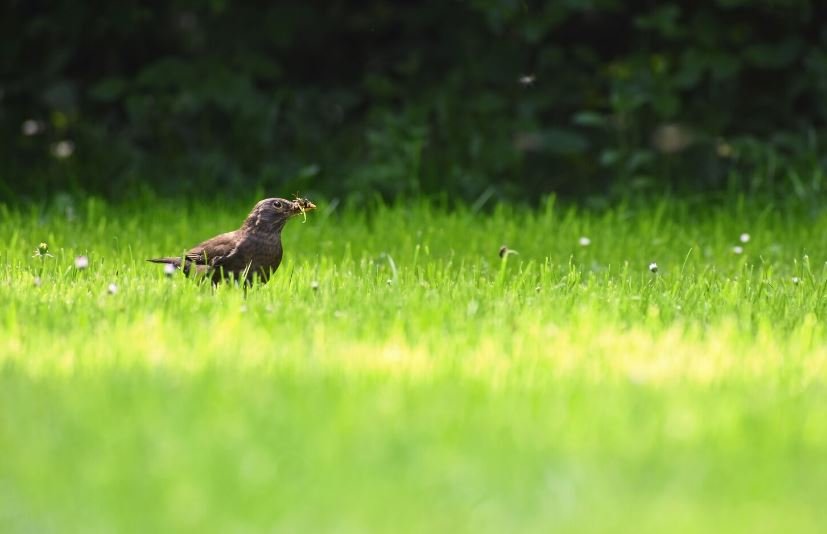 What the Silent Decline of Grassland Icons Signals About the Health of American Soil