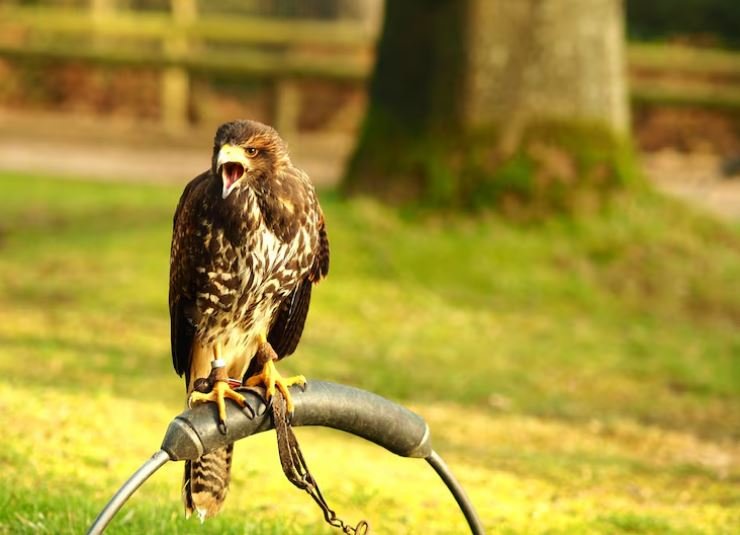 Why the Golden Eagle Permanent Return to England Is Splitting the Countryside