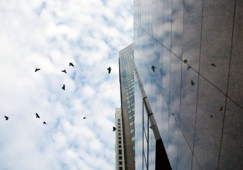 inside the Tech Reshaping Skyscrapers to Prevent One Billion Annual Bird Deaths