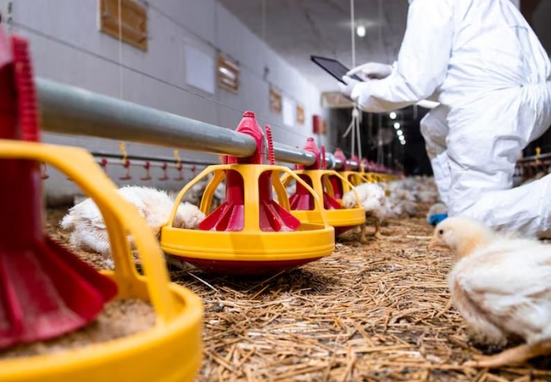 inside the labs rushing to gene-edit flu-resistant commercial poultry stocks